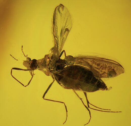 Detailed Fossil Fly (Diptera) In Baltic Amber #87079